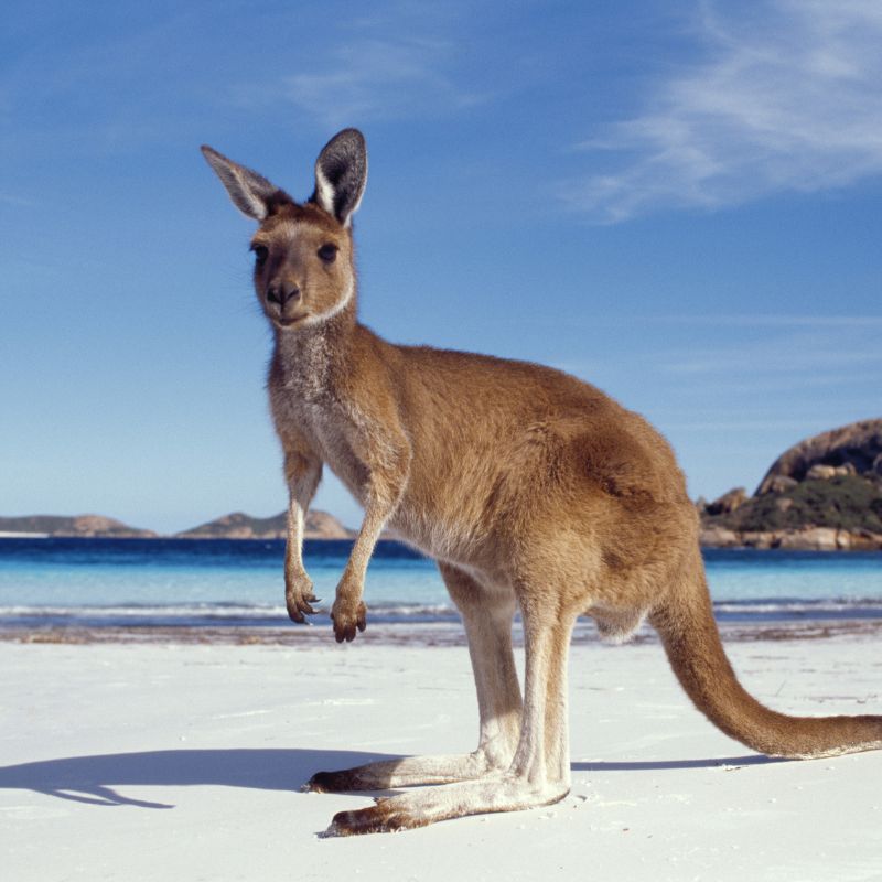 Vakanties naar Australie